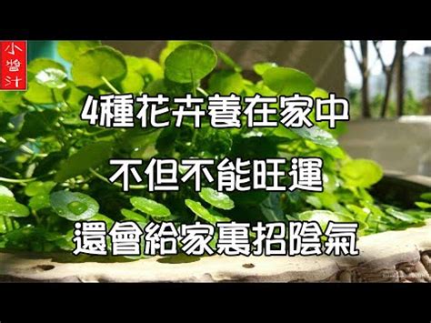 福祿桐為什麼會開花